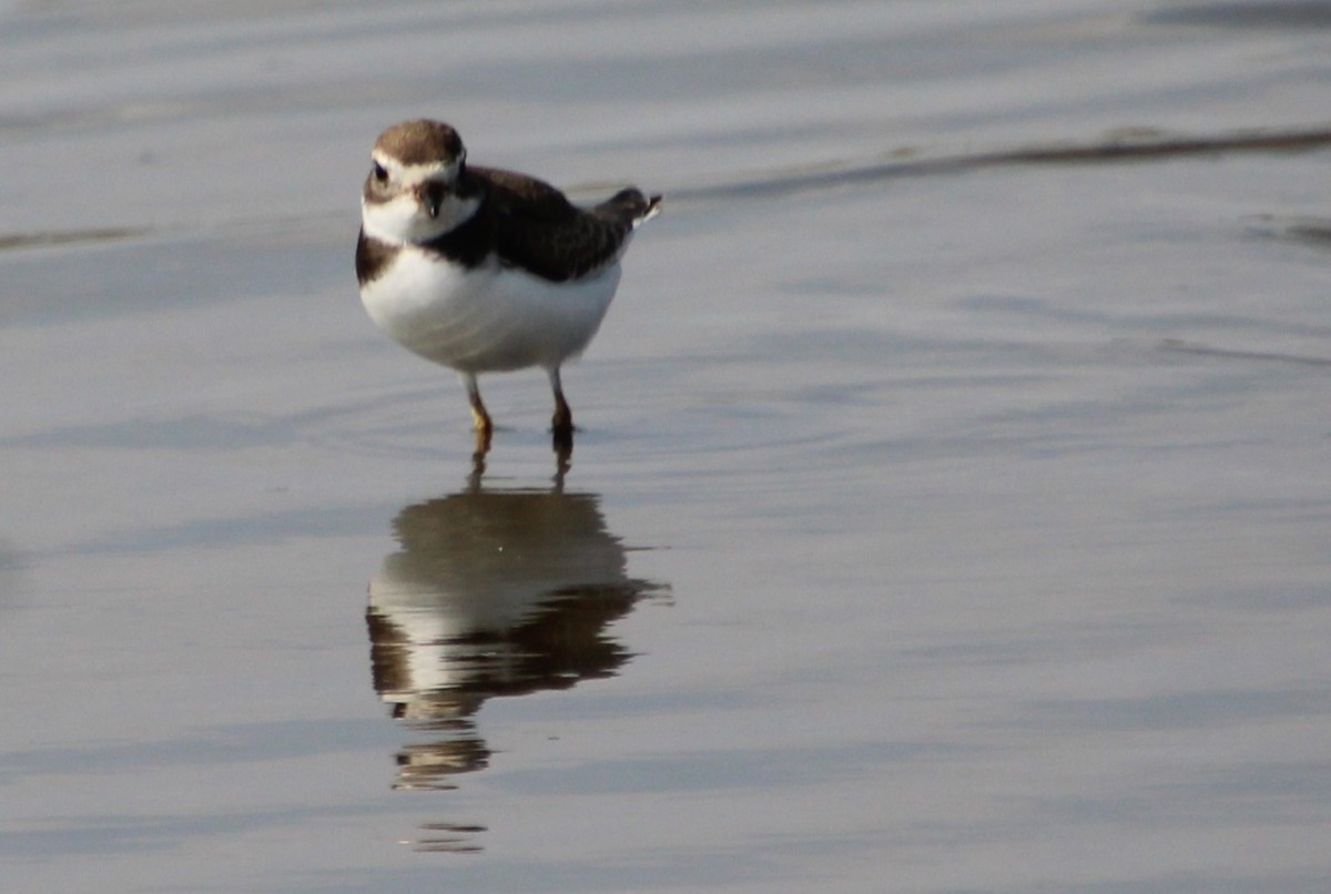 Semipalmated Plover - ML607025861