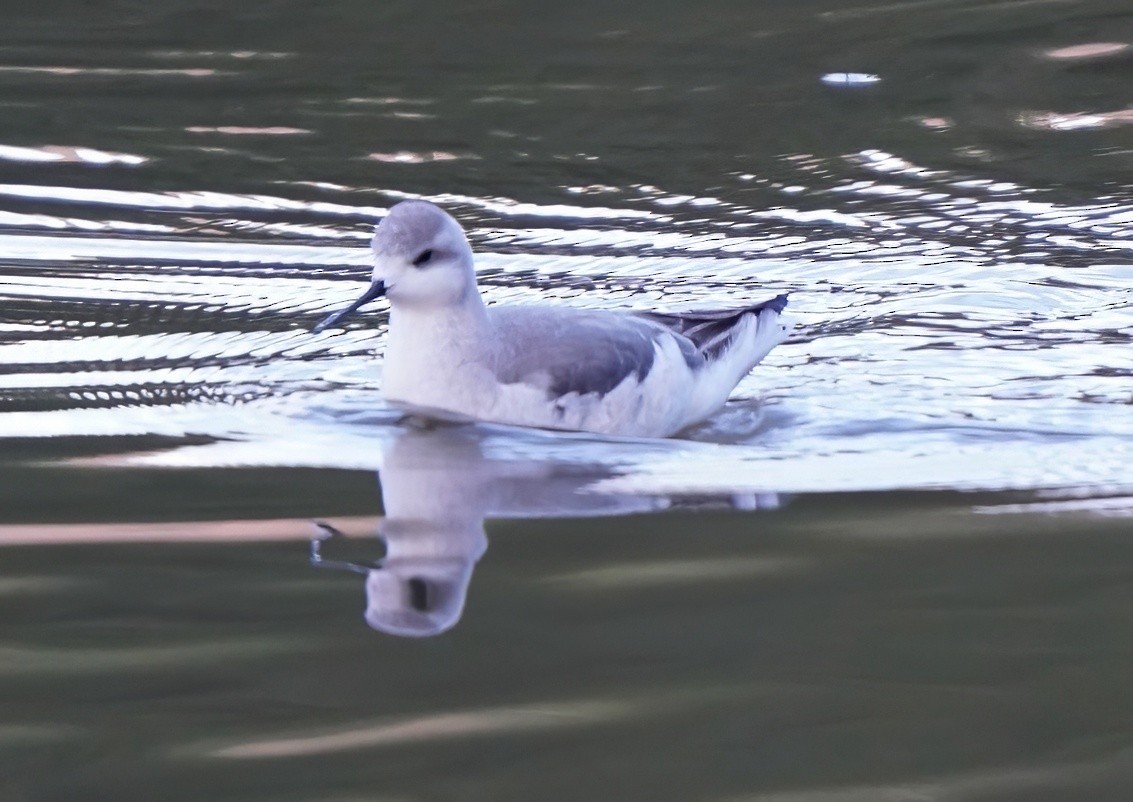 Wilson's Phalarope - ML607026541