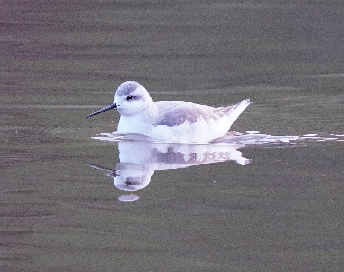 Wilson's Phalarope - ML607026581