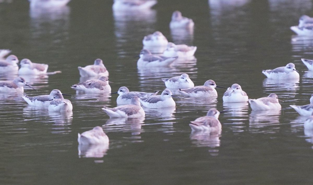 Wilson's Phalarope - ML607026611