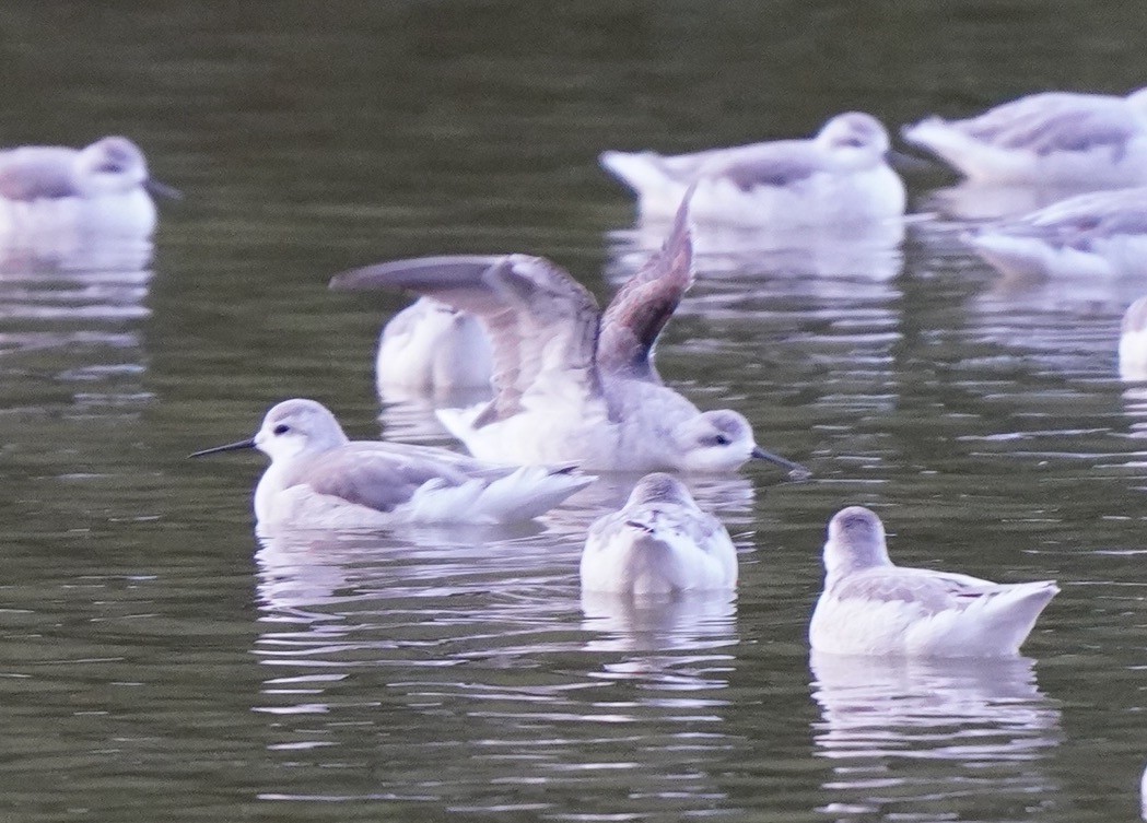 Wilson's Phalarope - ML607026661