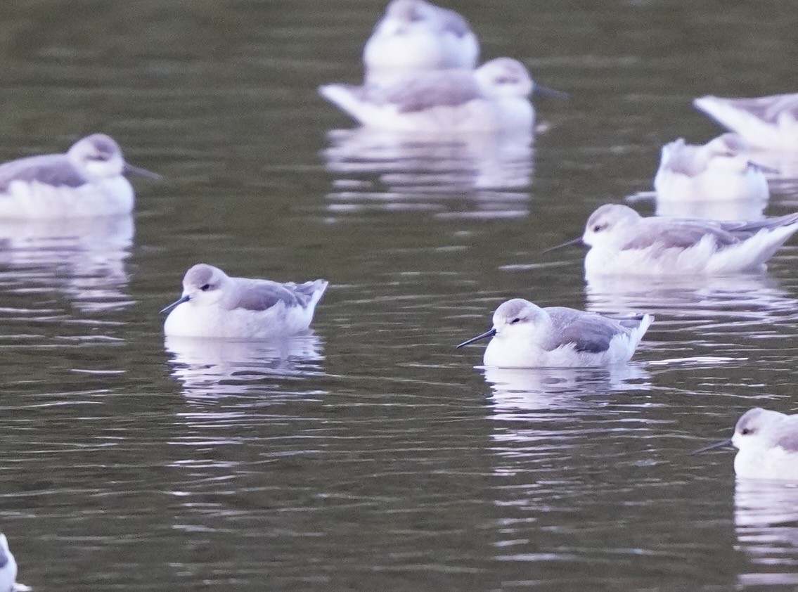 Wilson's Phalarope - ML607026671