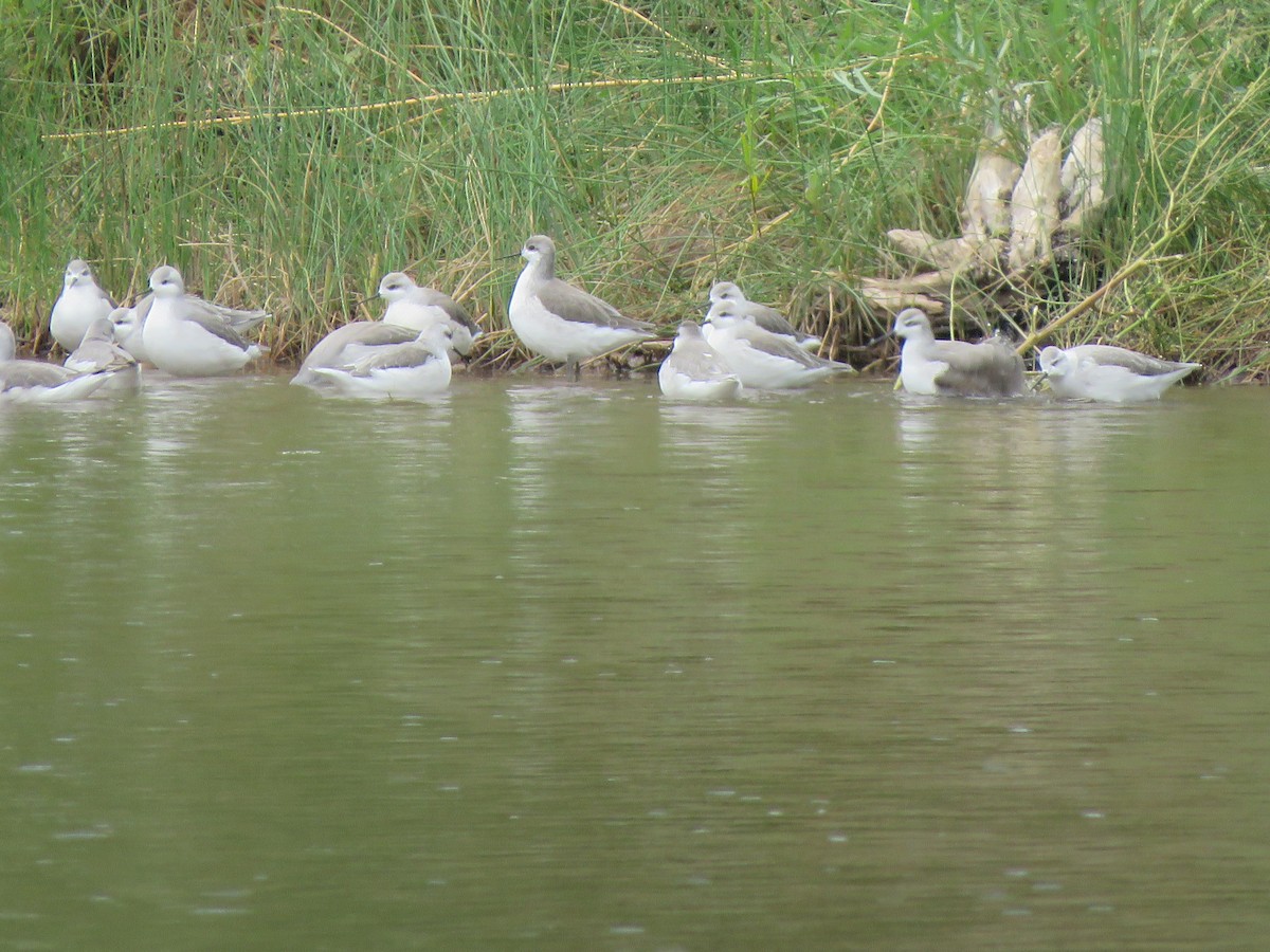 Wilson's Phalarope - ML607027711