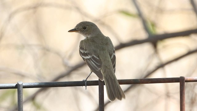 Willow Flycatcher - ML607029591