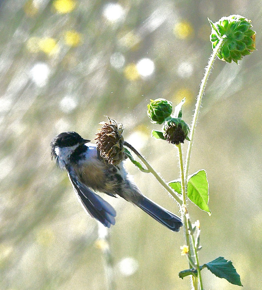 Black-capped Chickadee - ML607030561