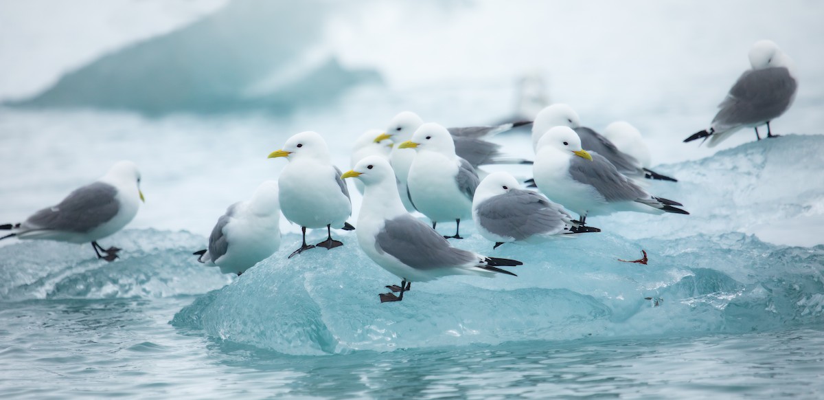 Black-legged Kittiwake - ML607031381