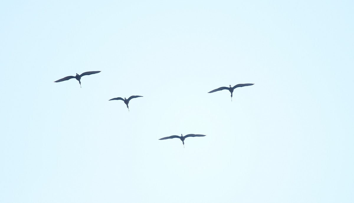 White-faced Ibis - ML607031631