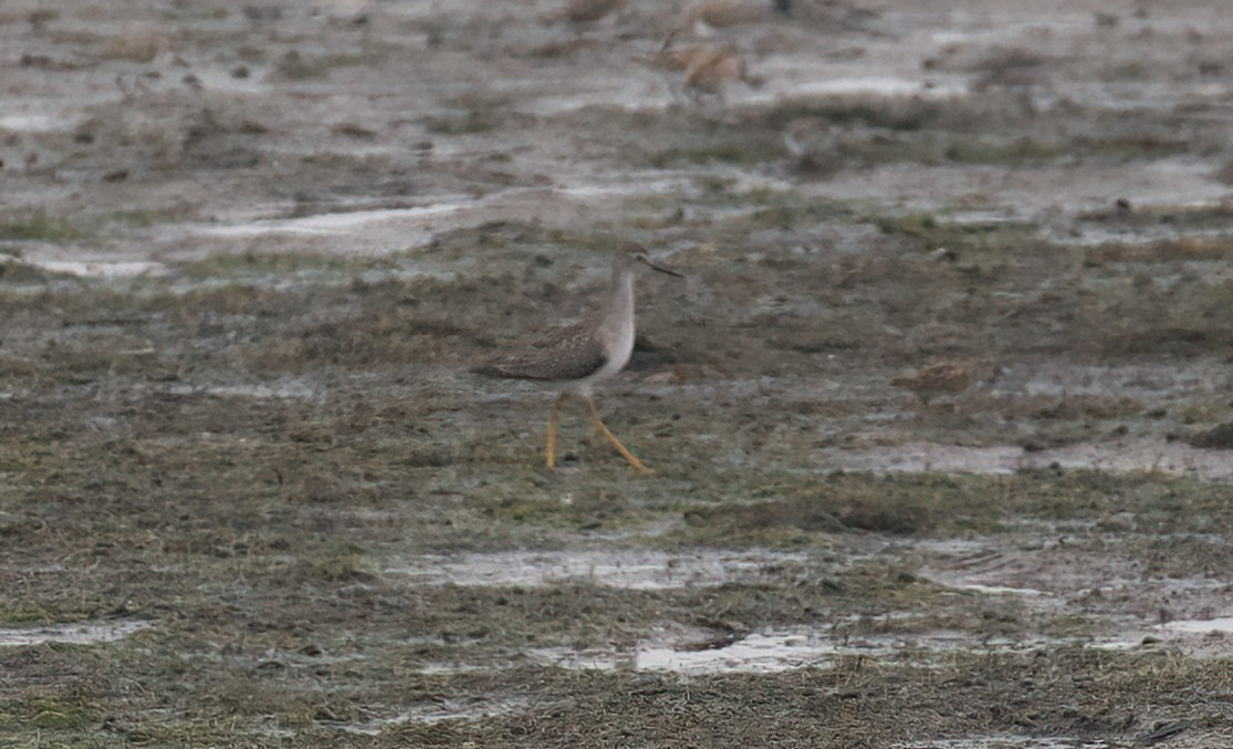 Lesser Yellowlegs - ML607033021