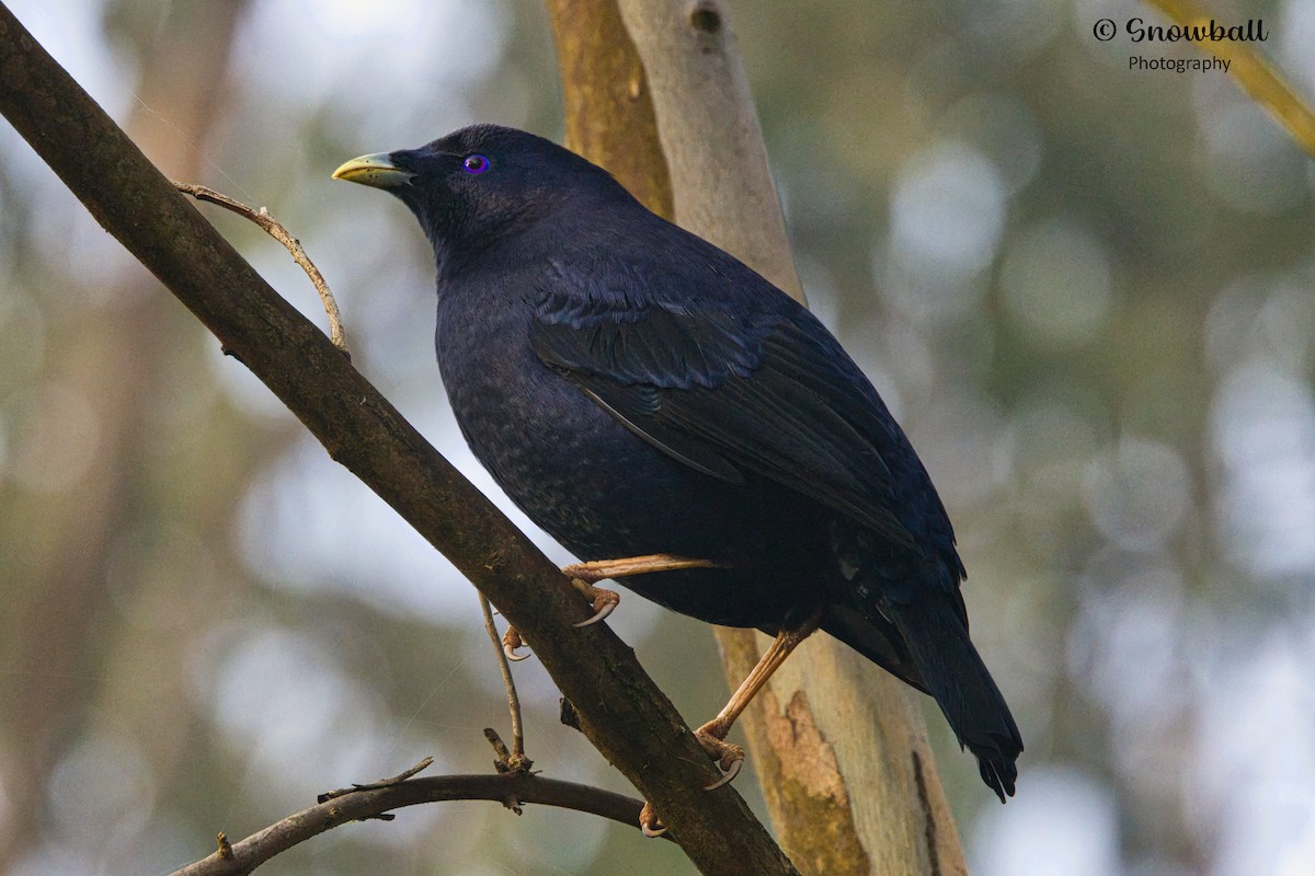 Satin Bowerbird - ML607033211