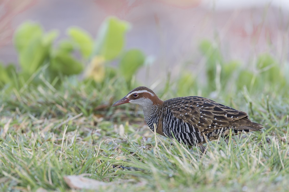 Buff-banded Rail - Dana Cameron