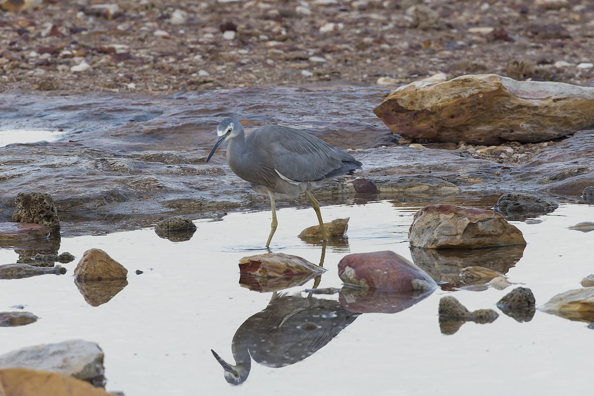 White-faced Heron - ML607033471