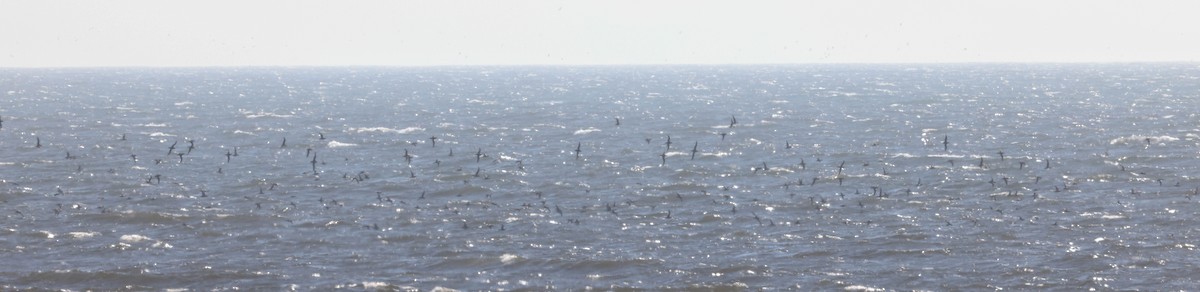 Sooty Shearwater - ML607033841