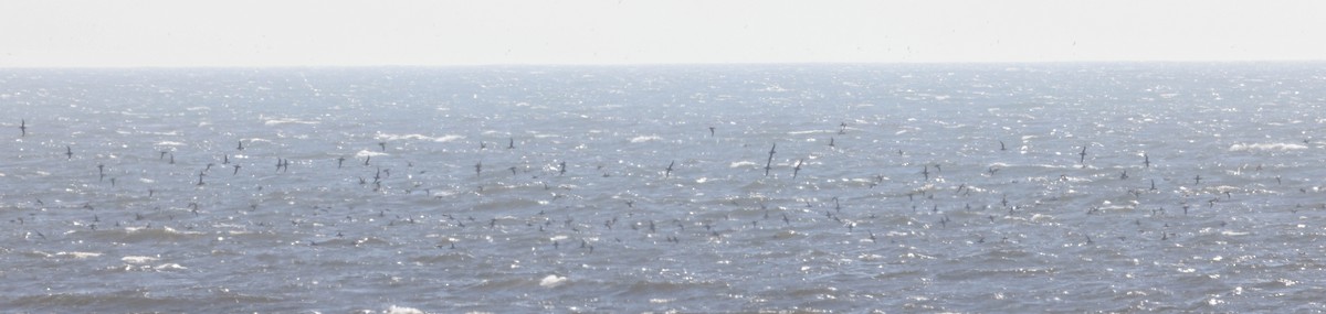 Sooty Shearwater - ML607033851