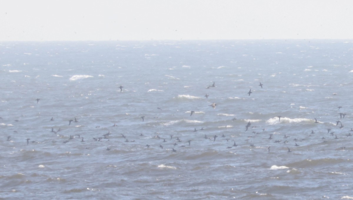 Sooty Shearwater - ML607033891