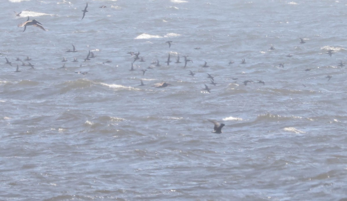 Sooty Shearwater - ML607033901