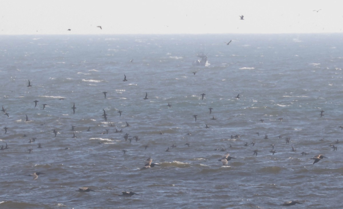 Sooty Shearwater - ML607034091