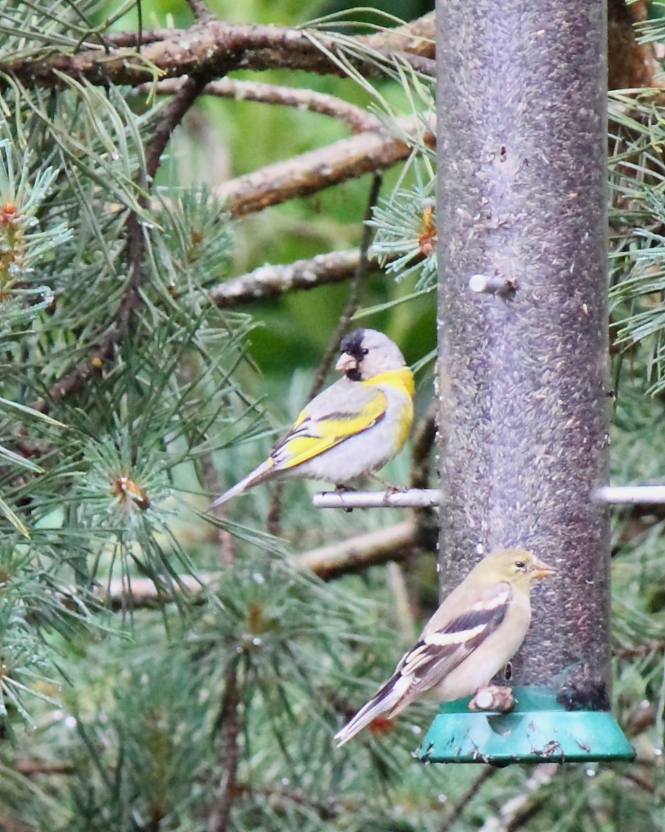 Lawrence's Goldfinch - ML60703581