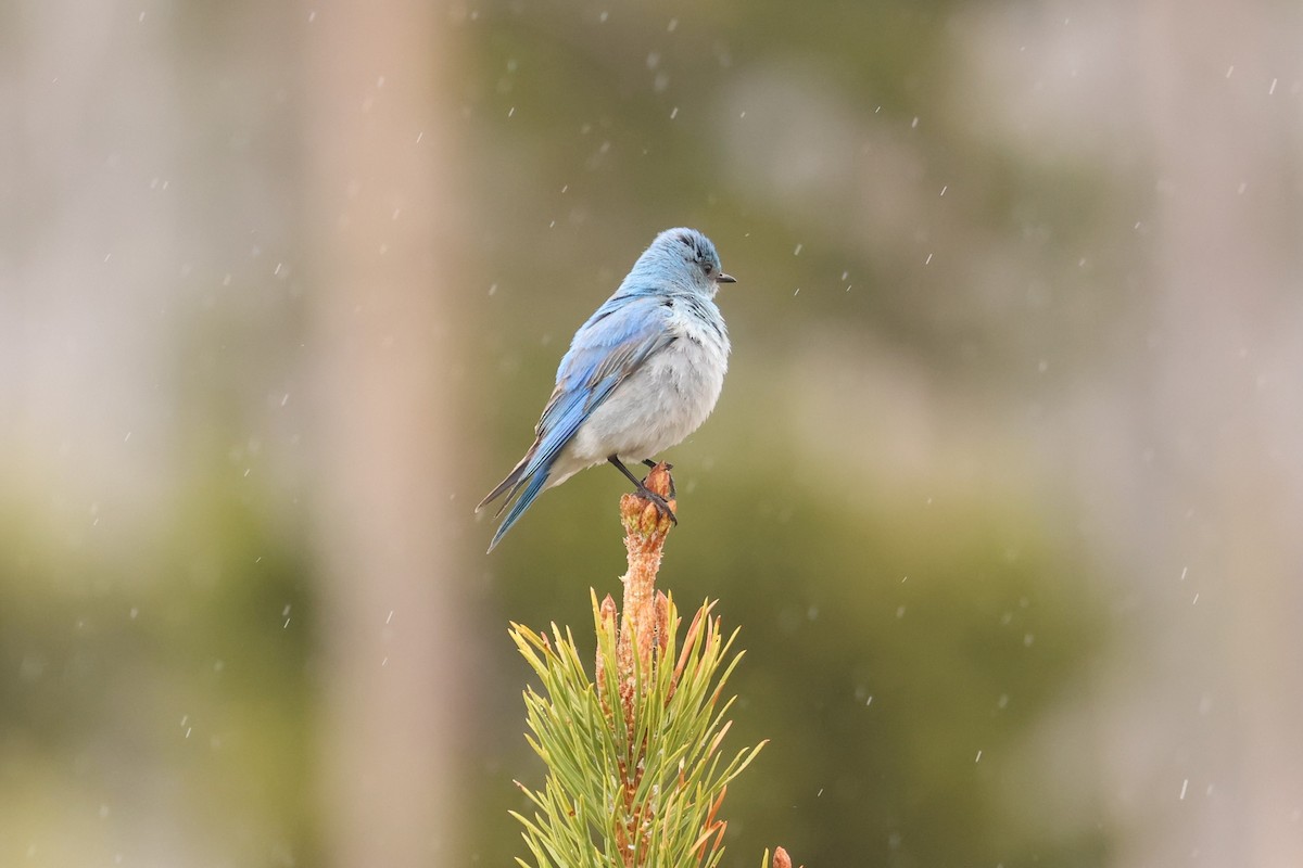 Mountain Bluebird - ML607036641