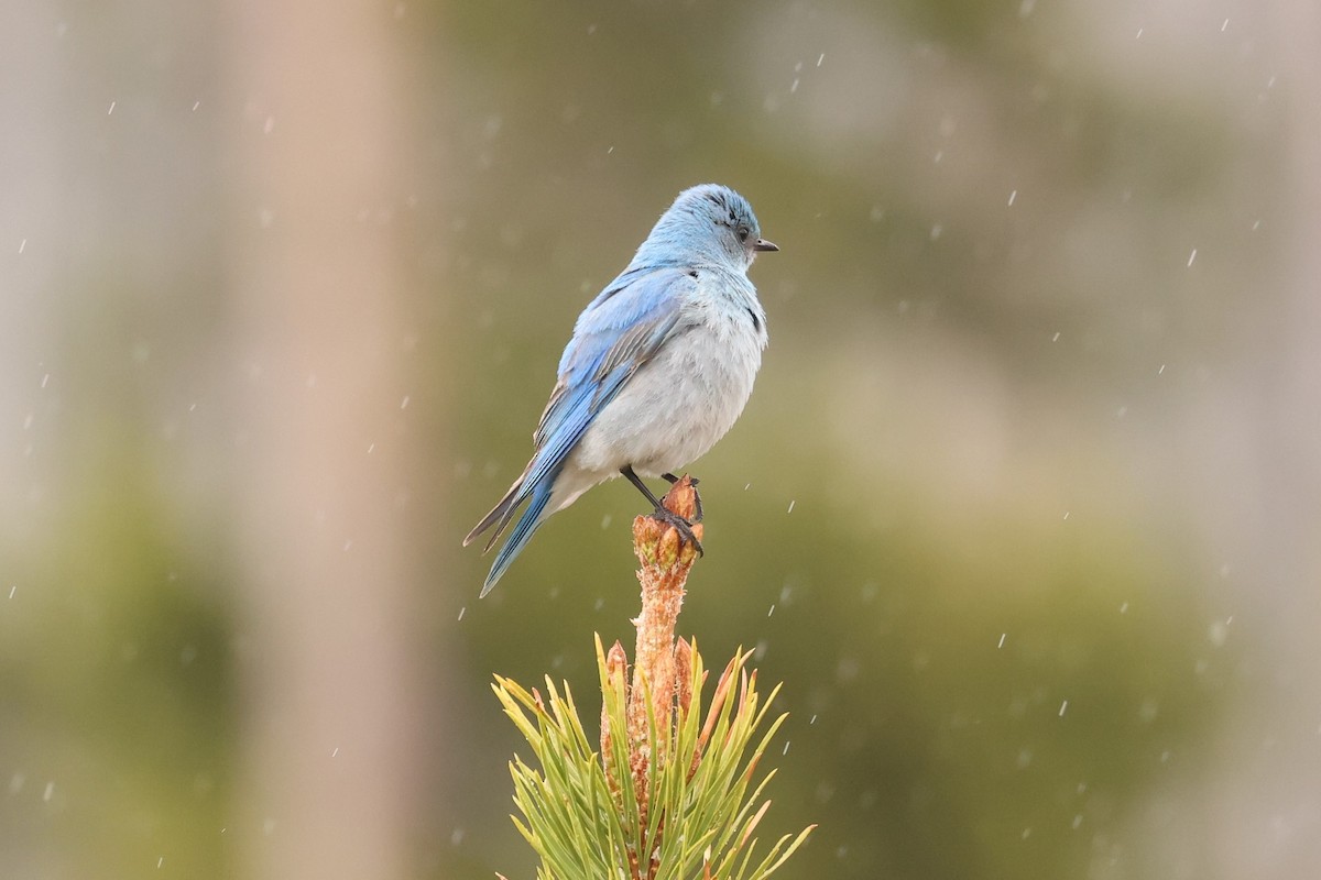 Mountain Bluebird - ML607036651