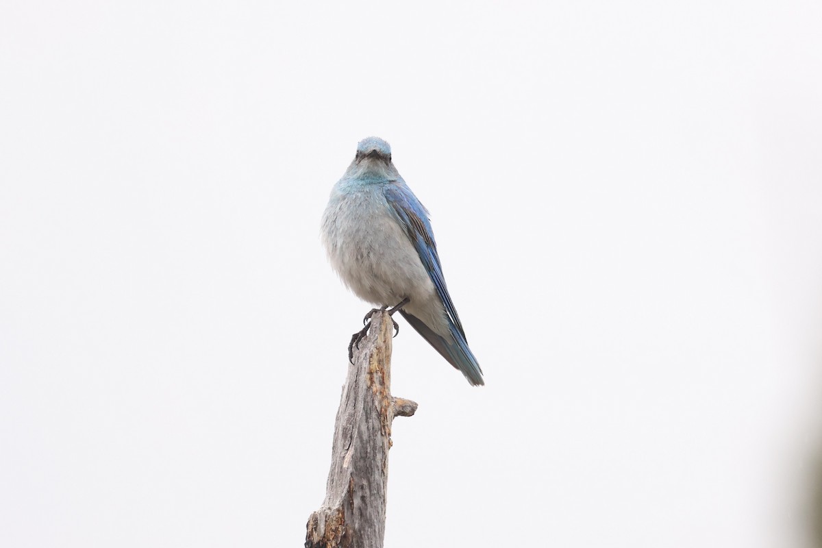 Mountain Bluebird - ML607036661