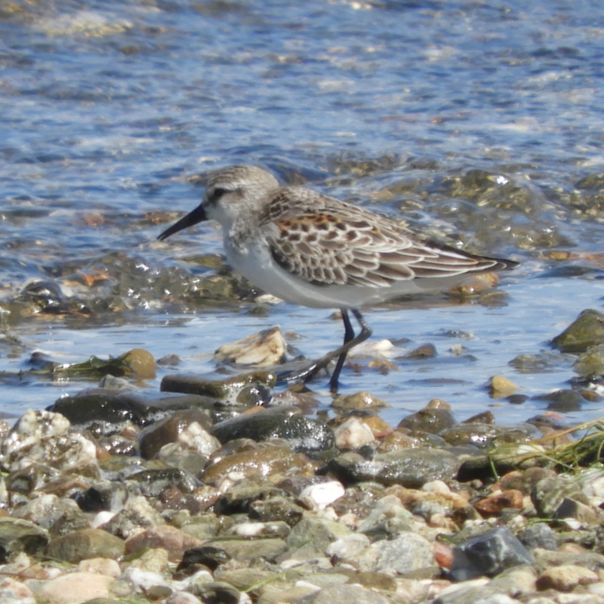 Western Sandpiper - Dale Swanberg