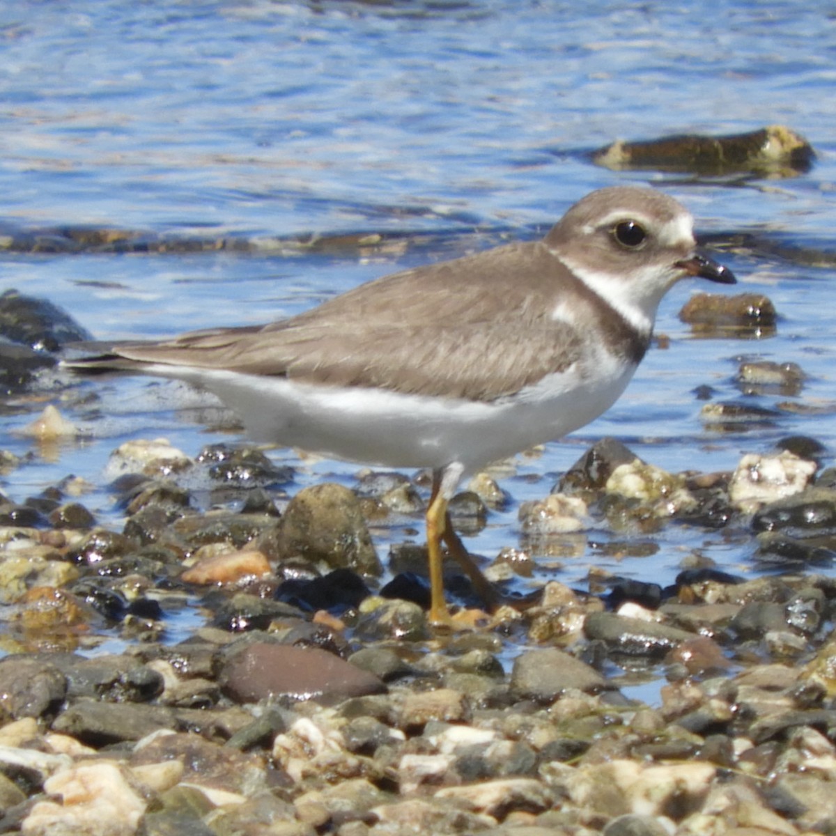 Semipalmated Plover - Dale Swanberg