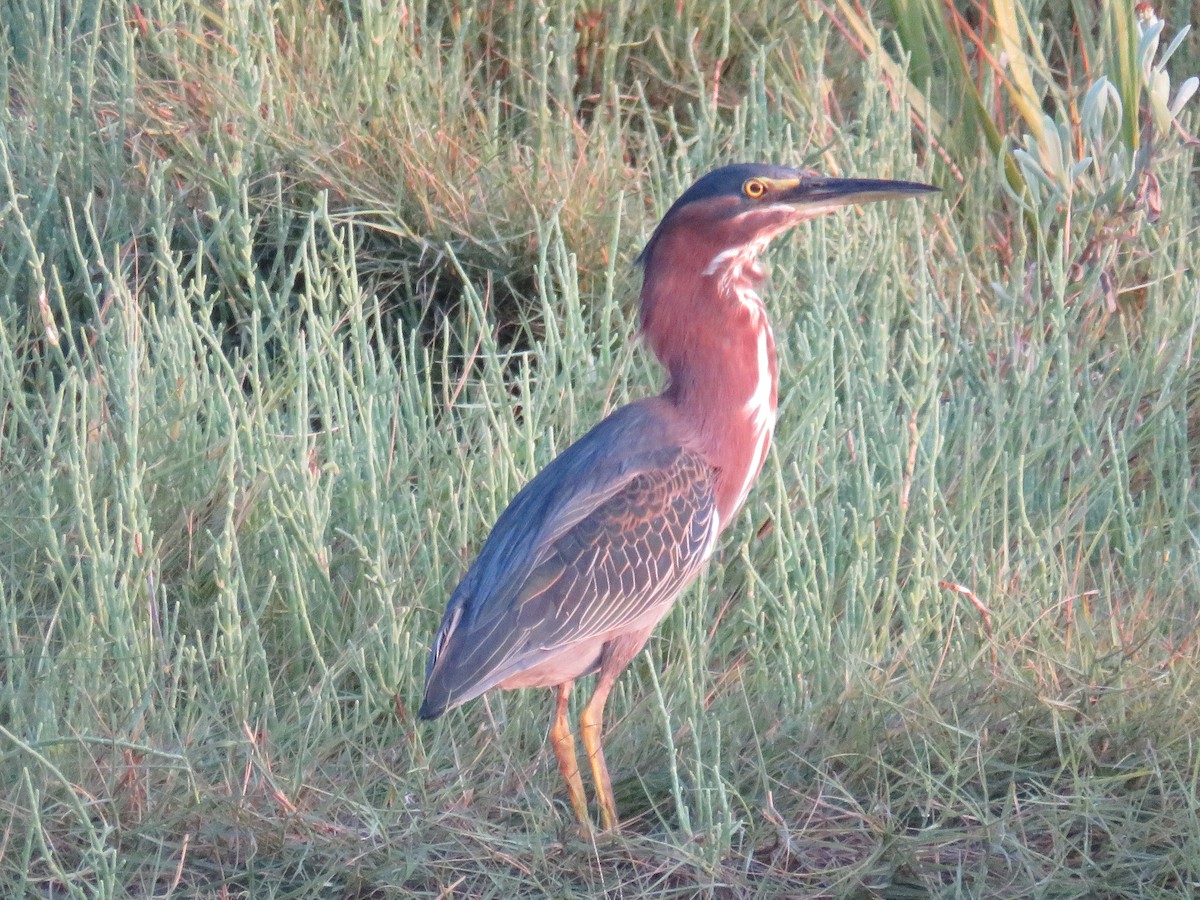 Green Heron - ML607037441