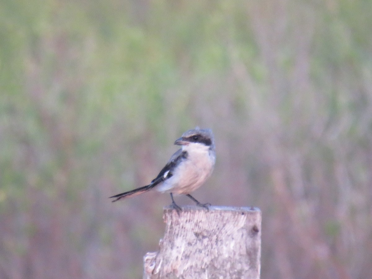 Loggerhead Shrike - ML607037461