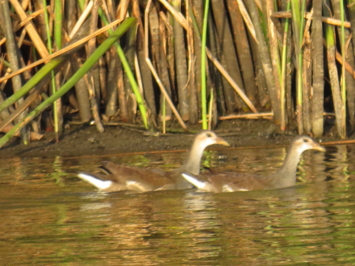 Gallinule d'Amérique - ML607037501