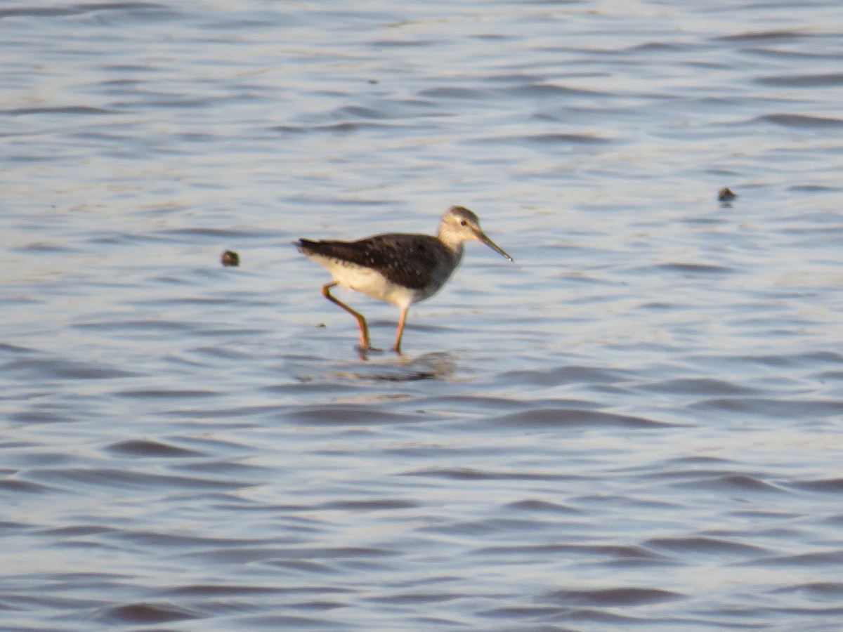 Lesser Yellowlegs - Grayson Smith