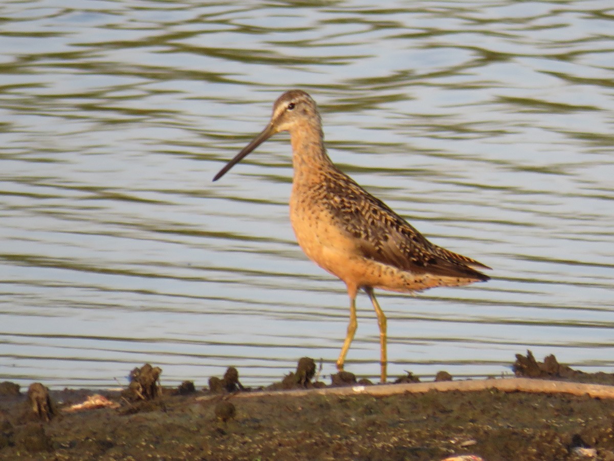 Long-billed Dowitcher - ML607037551