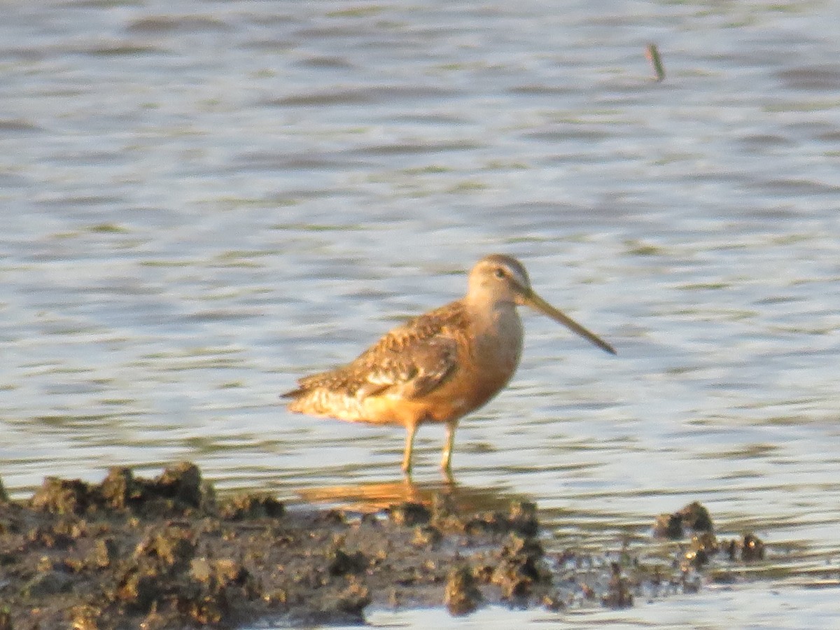 Long-billed Dowitcher - ML607037561