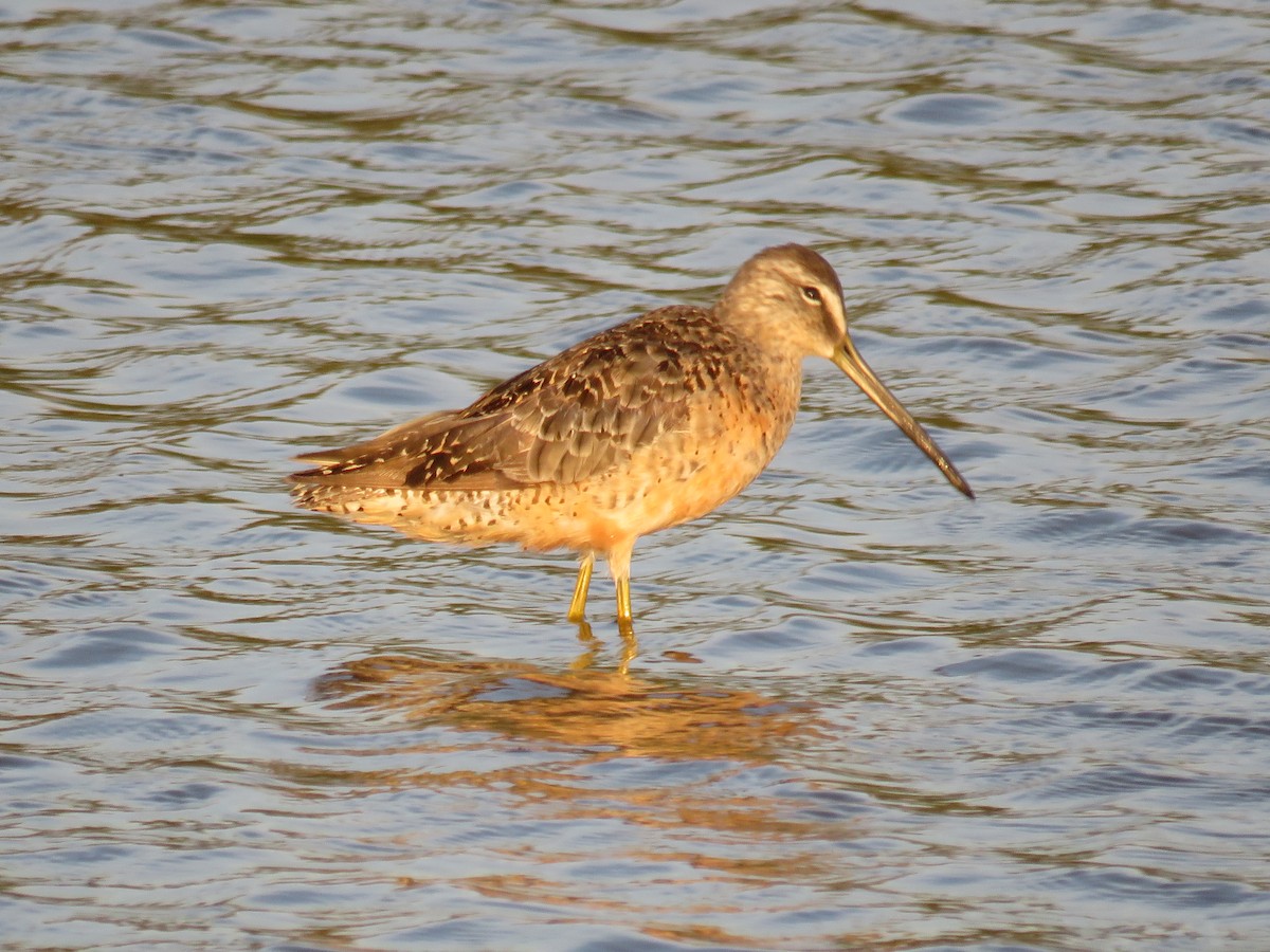 Long-billed Dowitcher - ML607037571