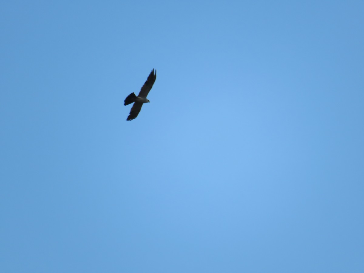 Mississippi Kite - ML607037621