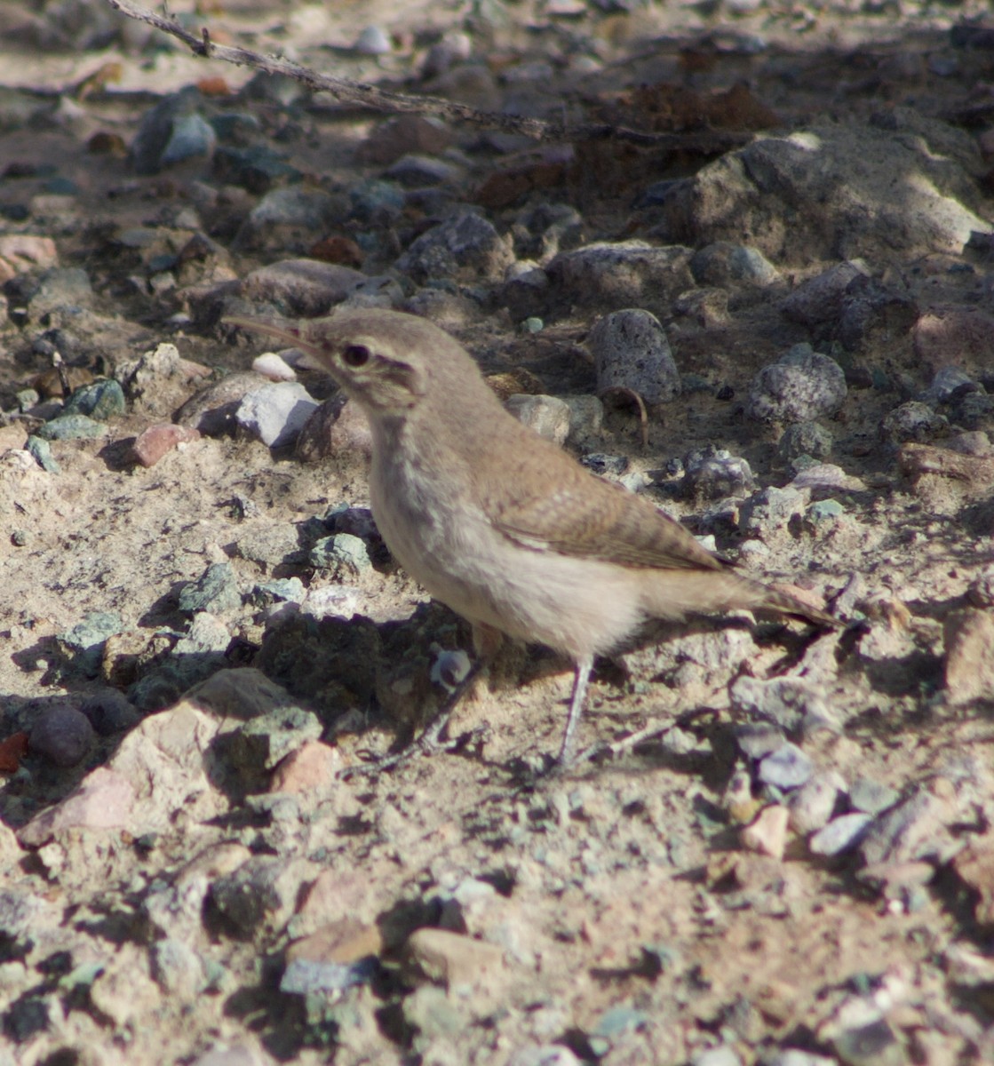 Rock Wren - ML607038331