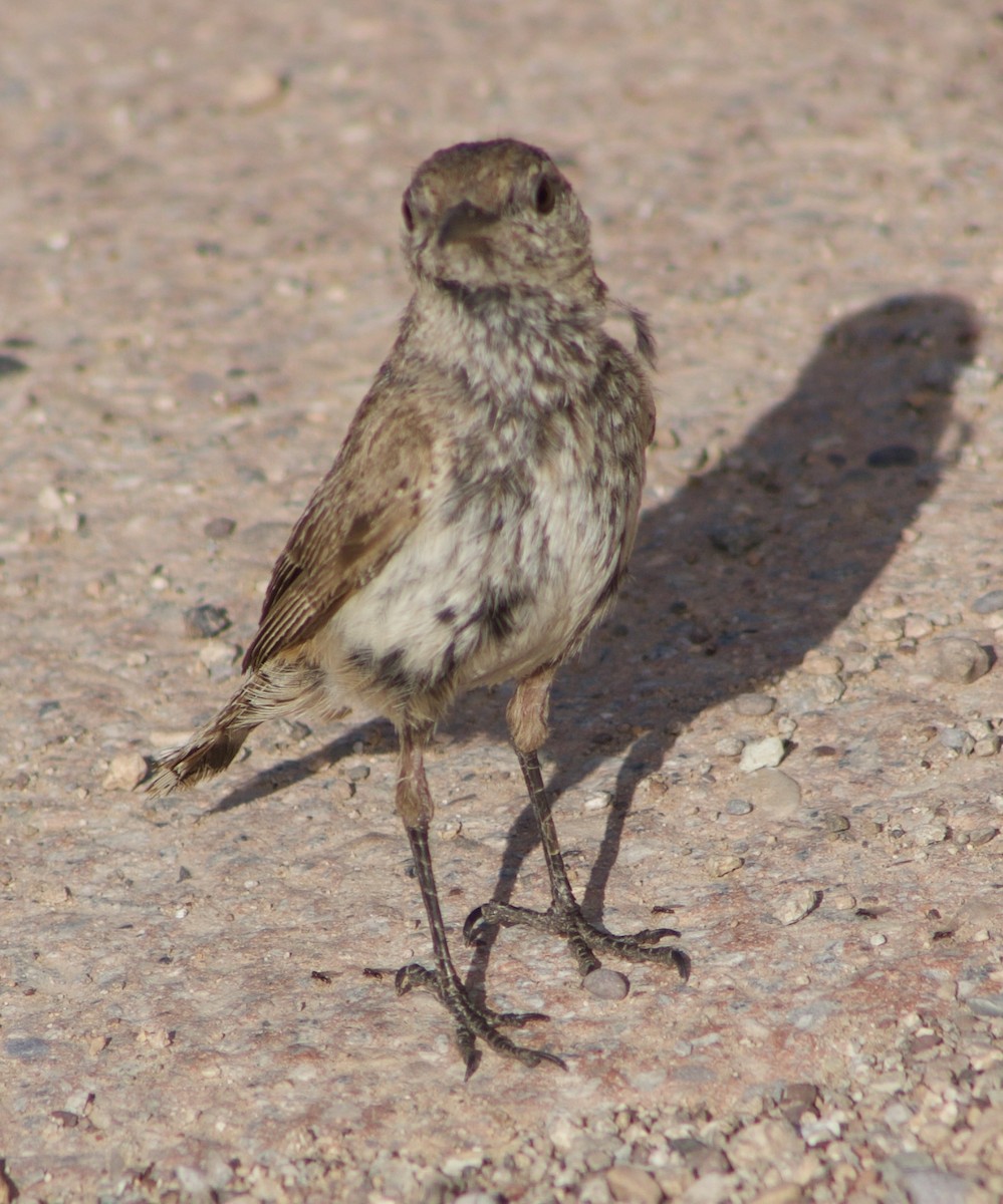Rock Wren - ML607038341