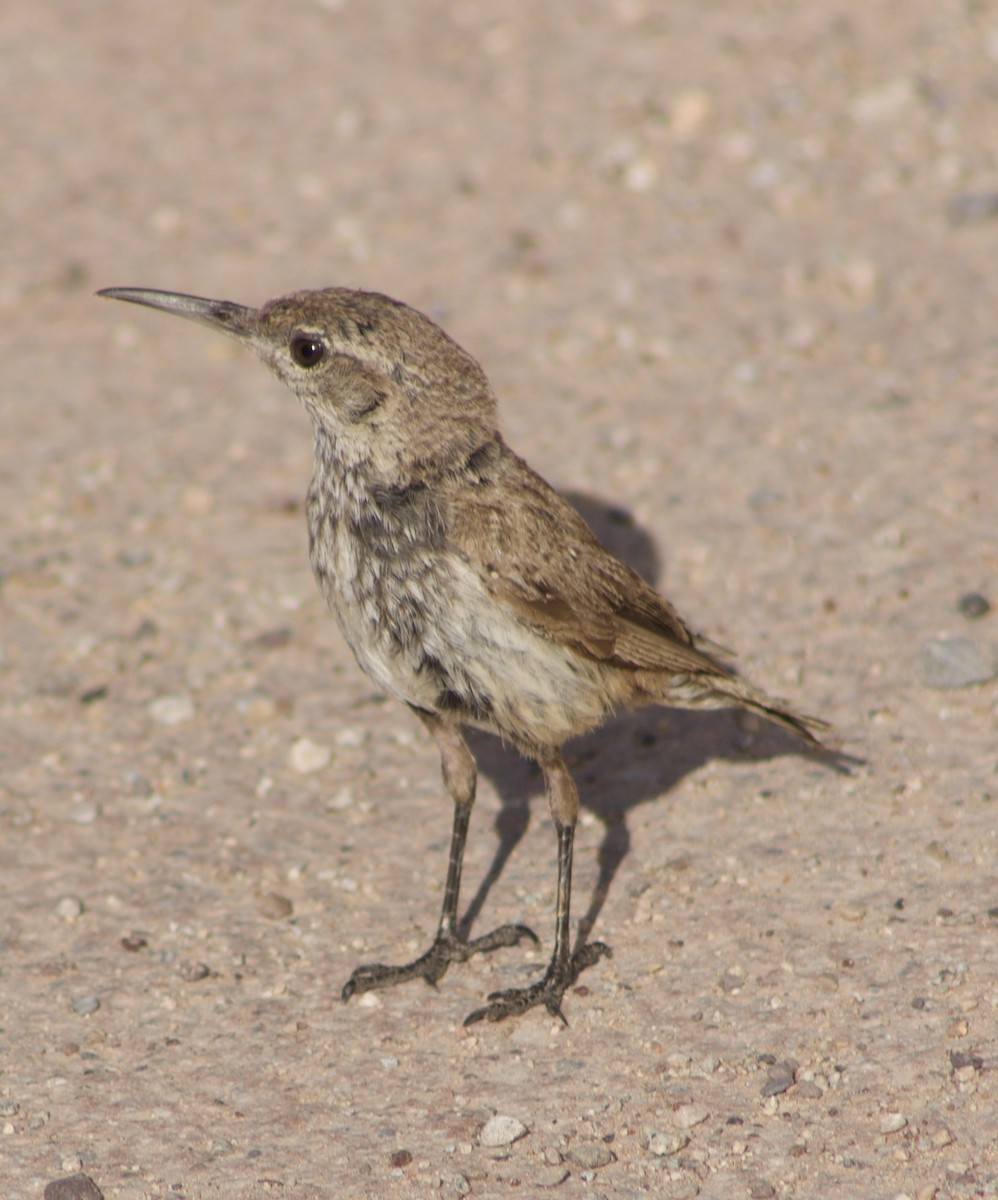 Rock Wren - ML607038371