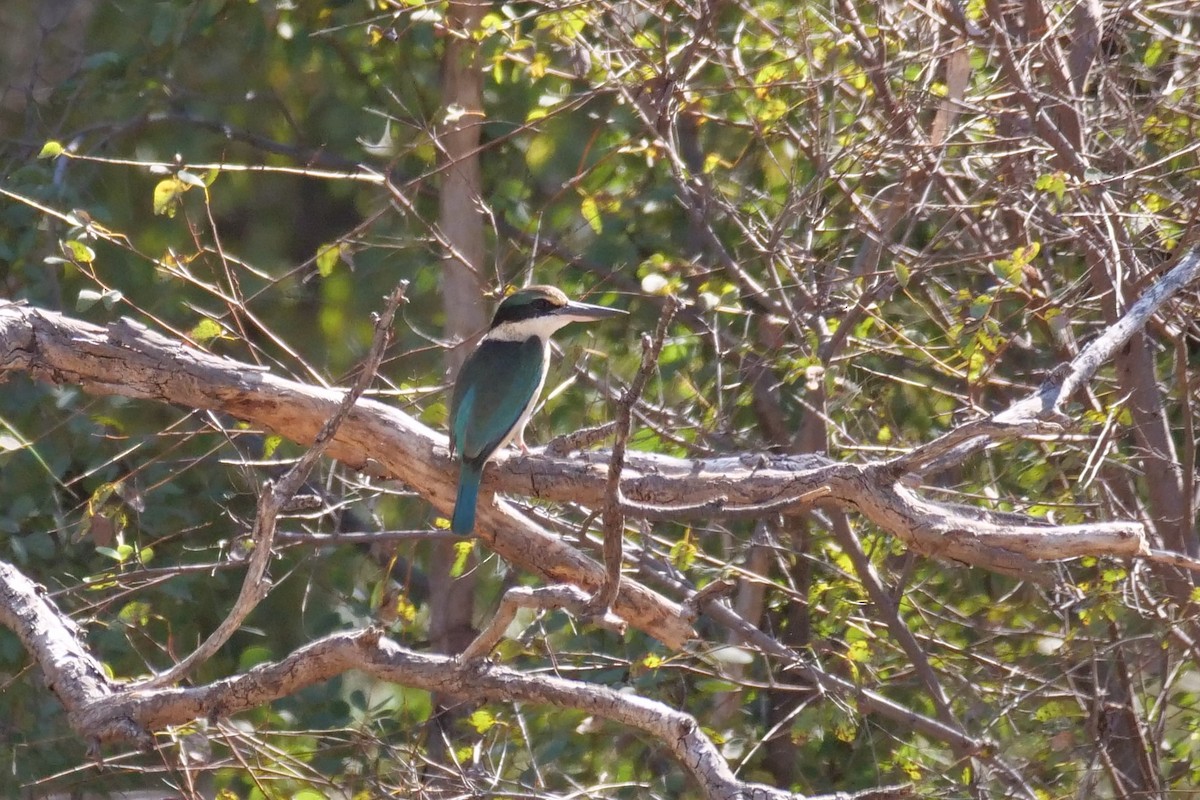 Sacred Kingfisher - ML607038431