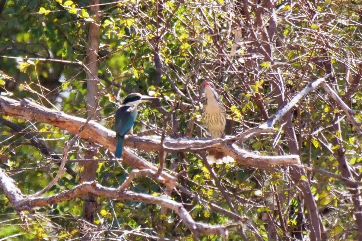 Spiny-cheeked Honeyeater - ML607038461