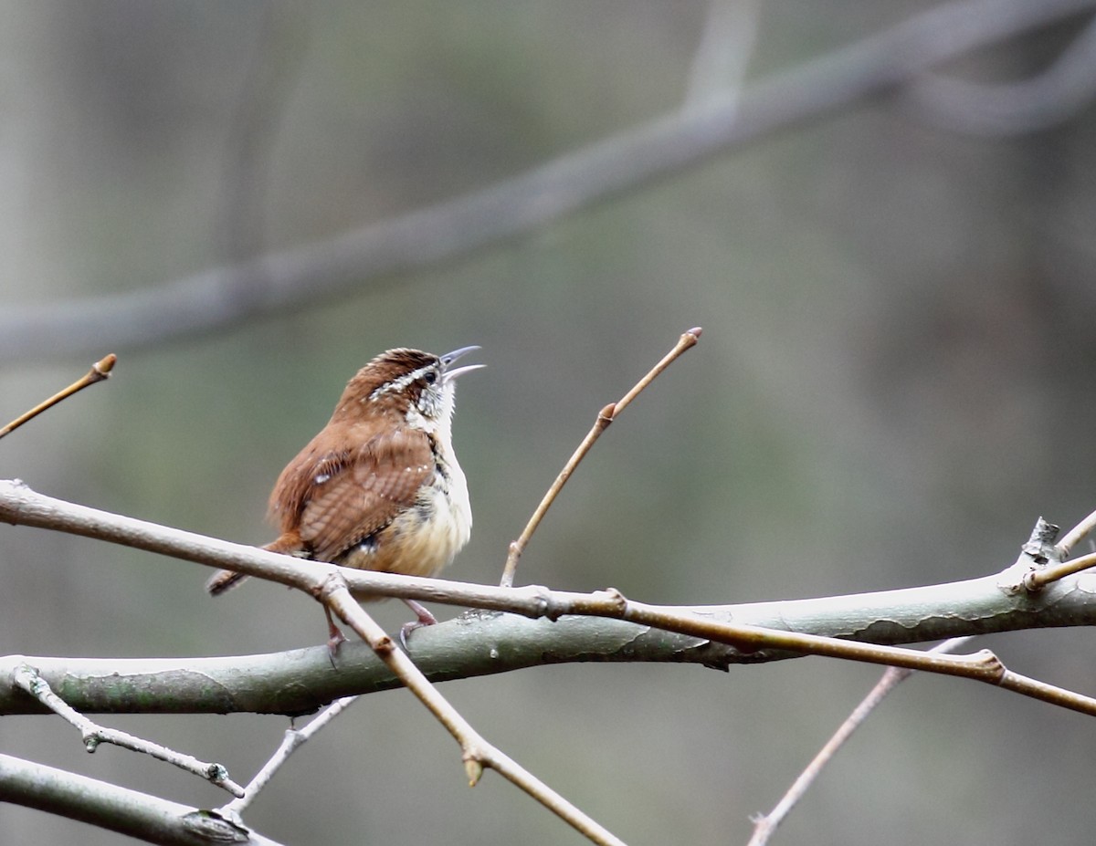 Поплітник каролінський - ML60703871