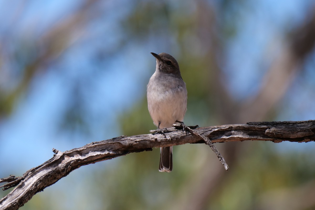 Hooded Robin - ML607039011