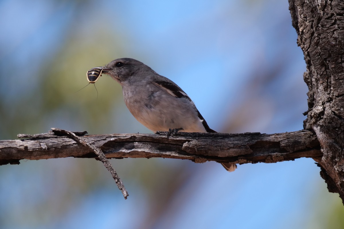 Hooded Robin - ML607039041