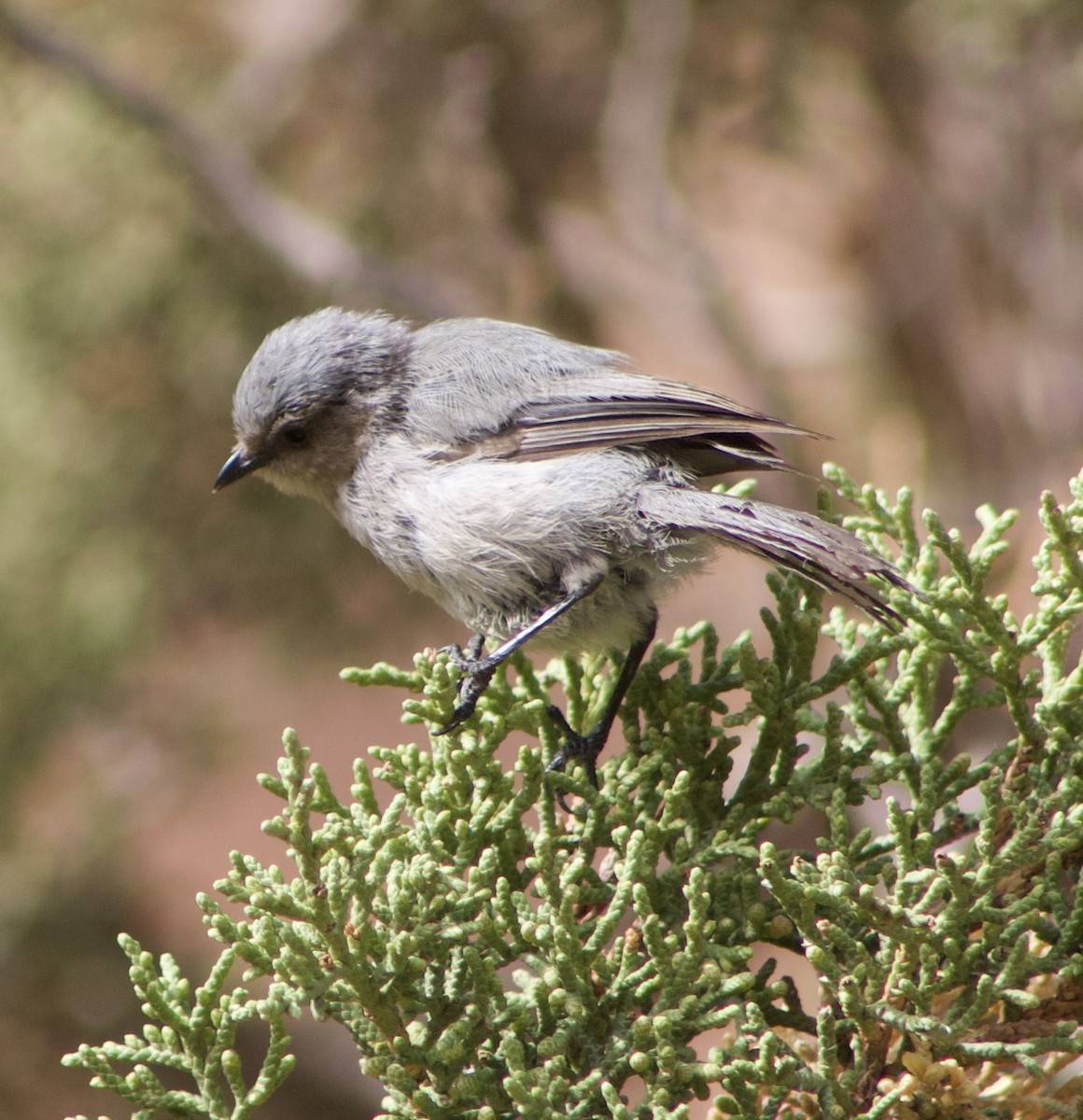 Bushtit - ML607039771