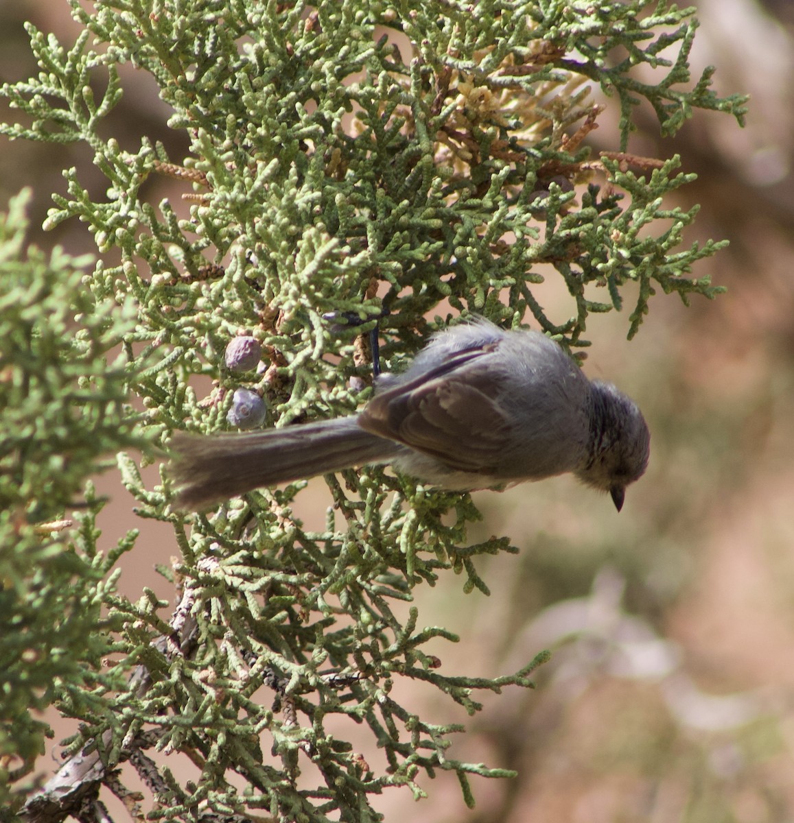 Bushtit - ML607039781