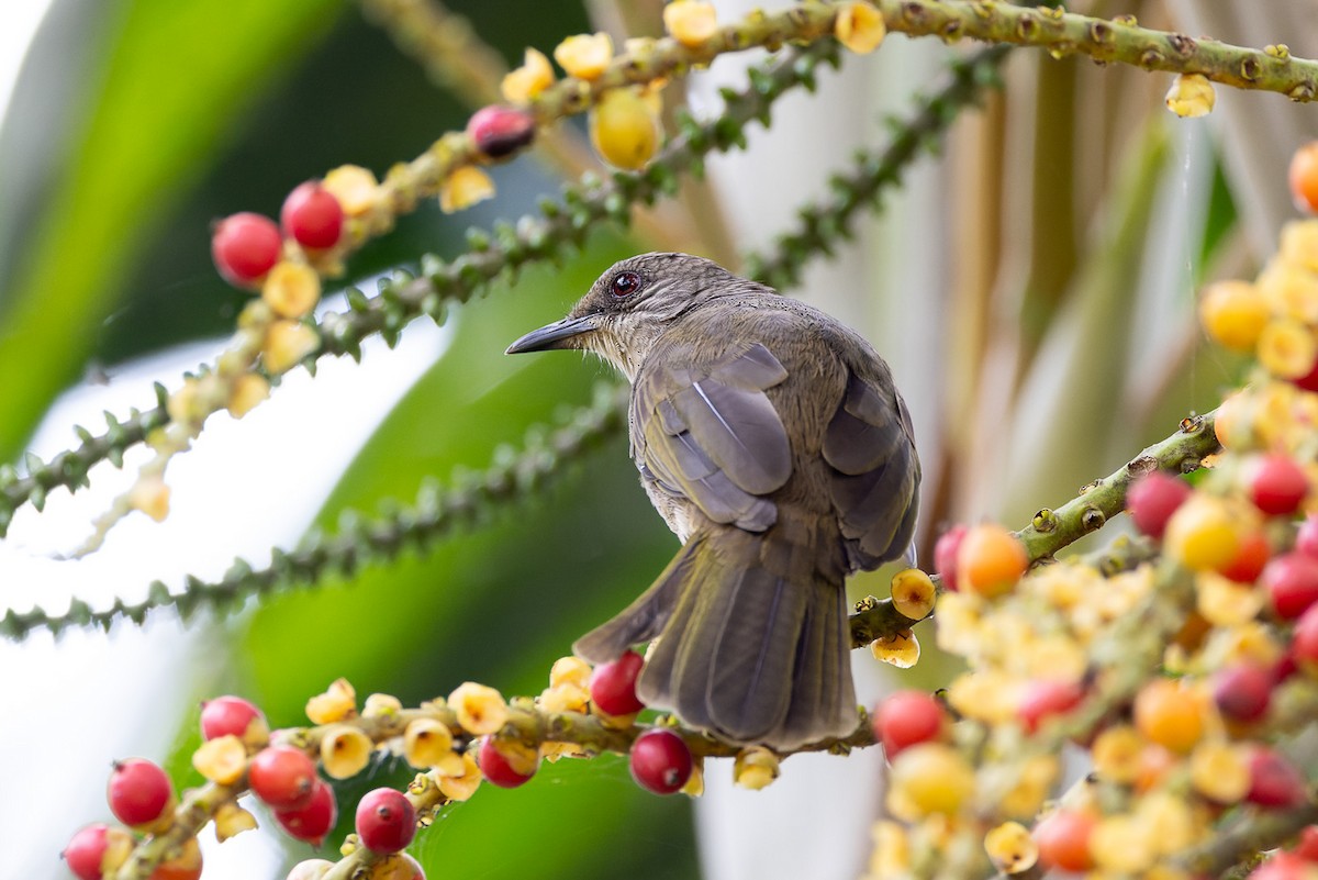 Olive-winged Bulbul - Steve Popple