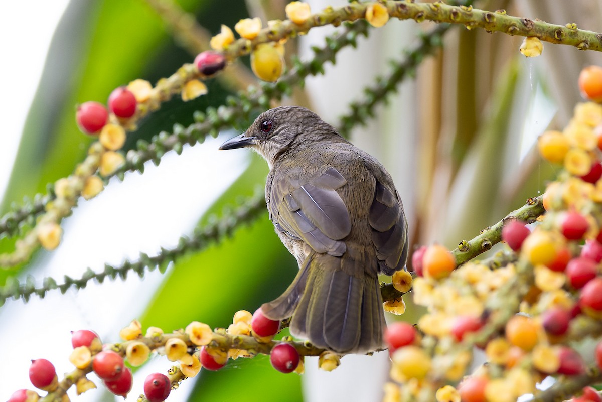 Olive-winged Bulbul - ML607039851