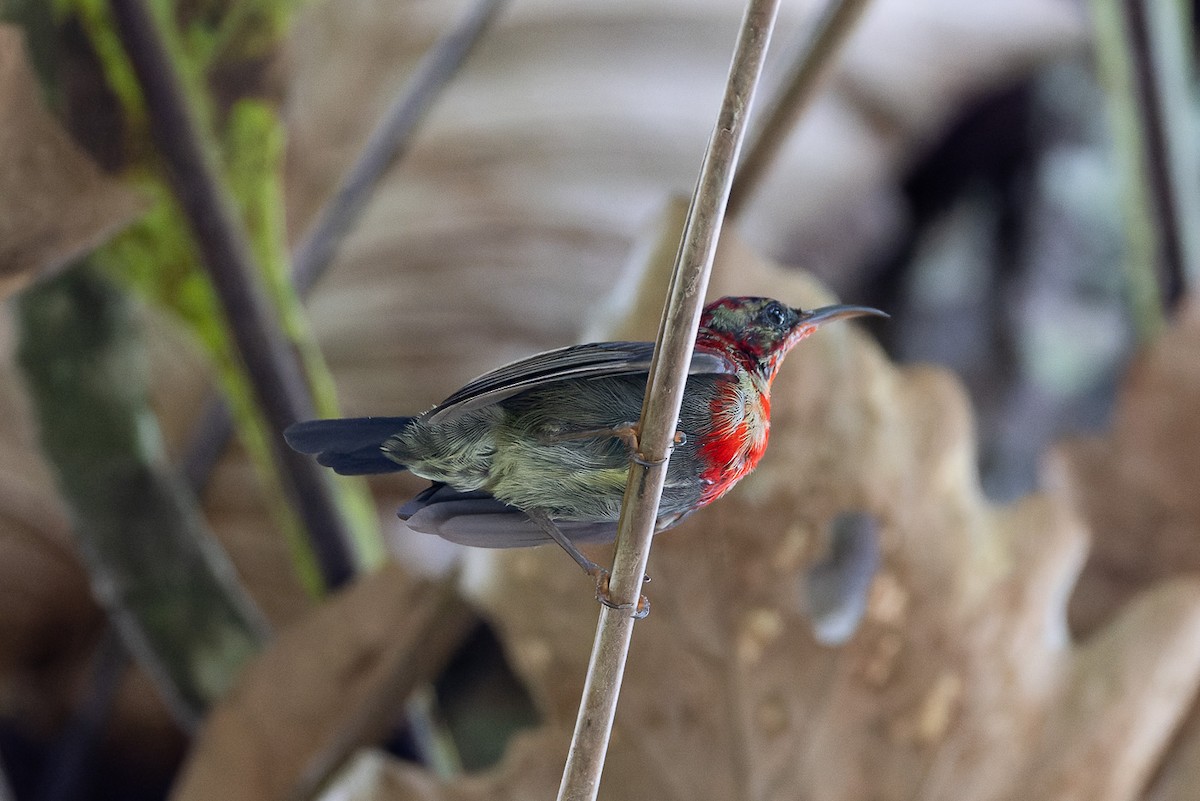 Crimson Sunbird - Steve Popple