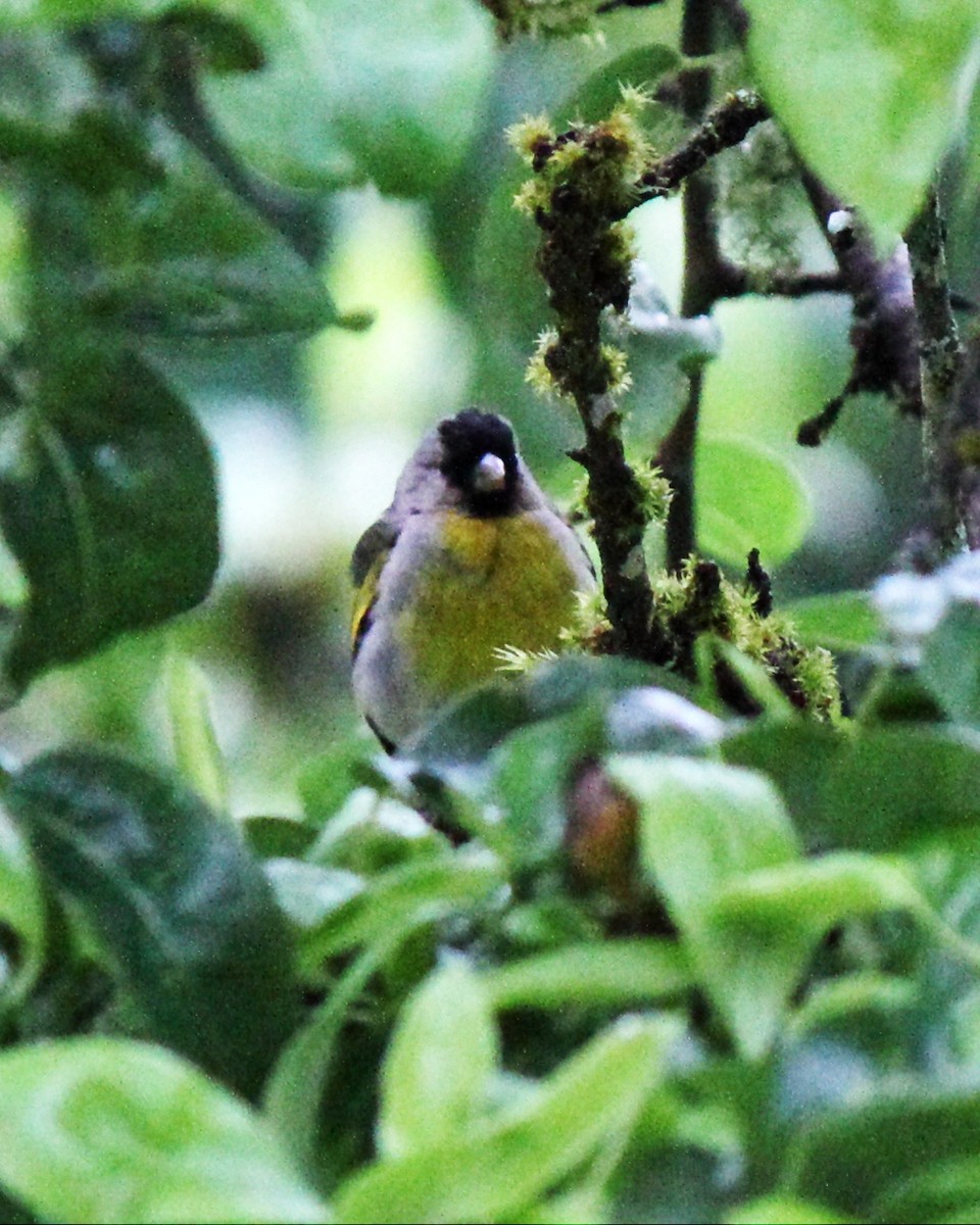 Lawrence's Goldfinch - ML60703991