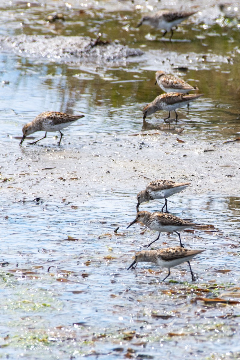 Western Sandpiper - Jeff Kingma