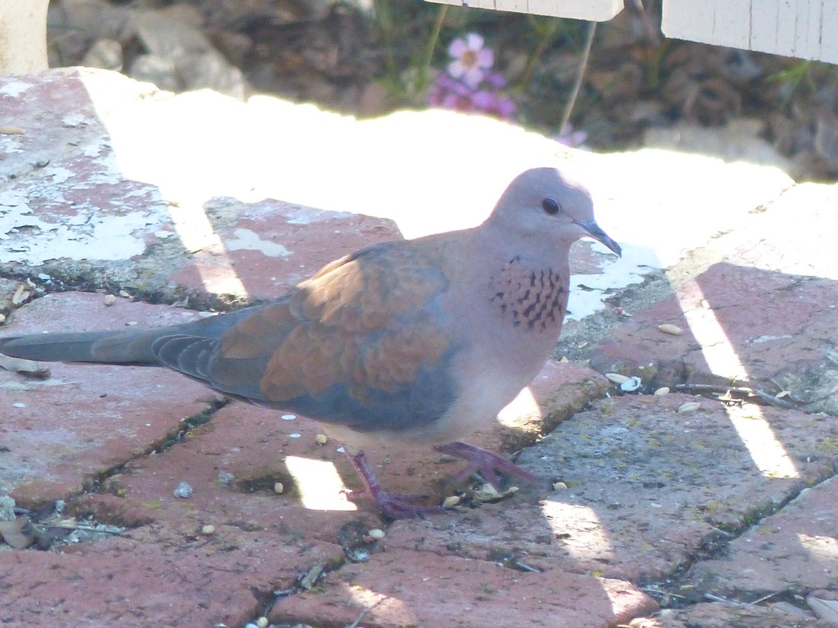 Laughing Dove - ML607042211